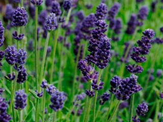 Lawenda ogrodowa Dark Violet – silnie pachnąca, fioletowa, sadzonka 1 szt.