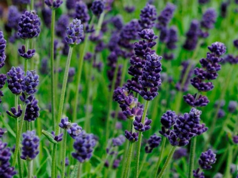 Lawenda ogrodowa Dark Violet – silnie pachnąca, fioletowa, sadzonka 1 szt.