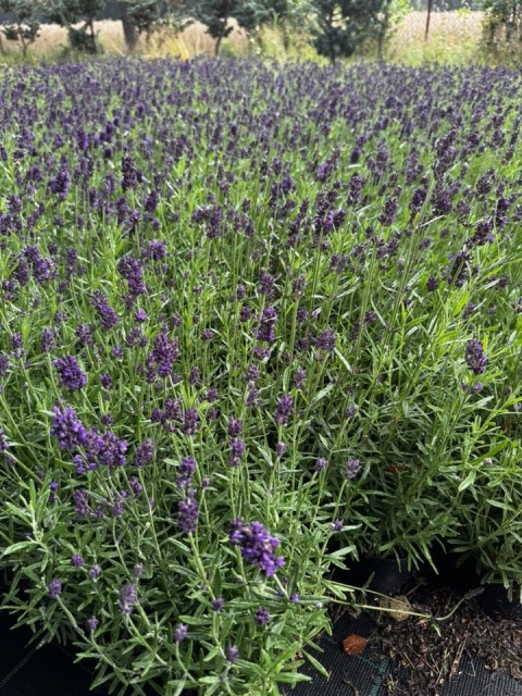 Lawenda ogrodowa Dark Violet – silnie pachnąca, fioletowa, sadzonka 1 szt.