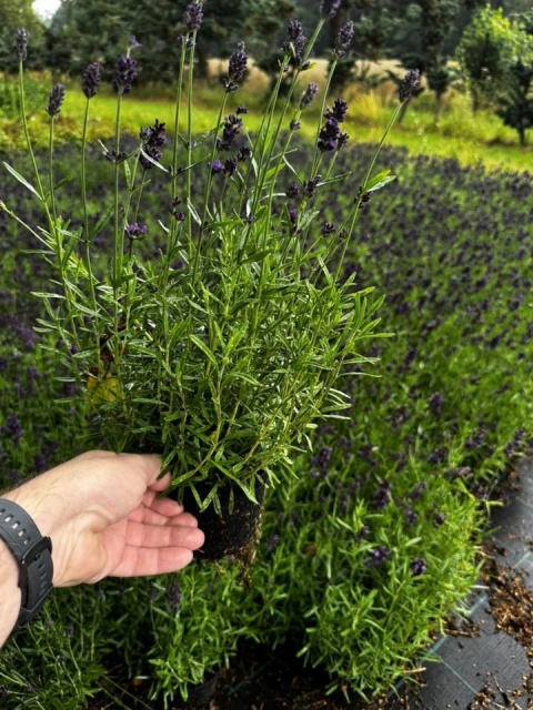 Lawenda ogrodowa Dark Violet – silnie pachnąca, fioletowa, sadzonka 1 szt.