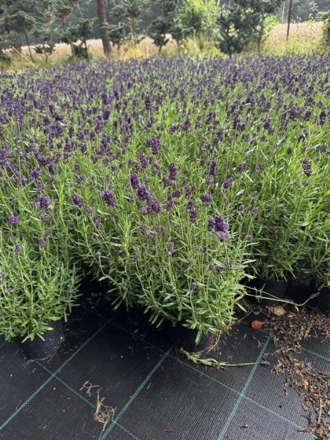 Lawenda ogrodowa Dark Violet – silnie pachnąca, fioletowa, sadzonka 1 szt.