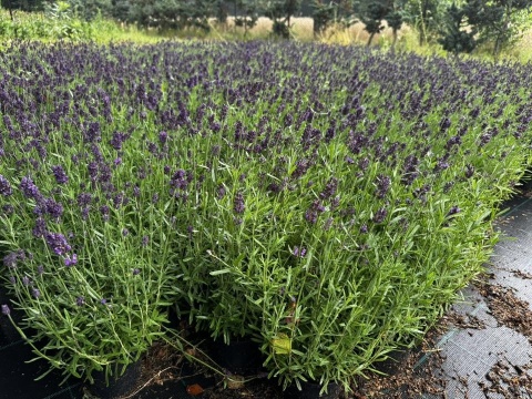 Lawenda ogrodowa Dark Violet – silnie pachnąca, fioletowa, sadzonka 1 szt.