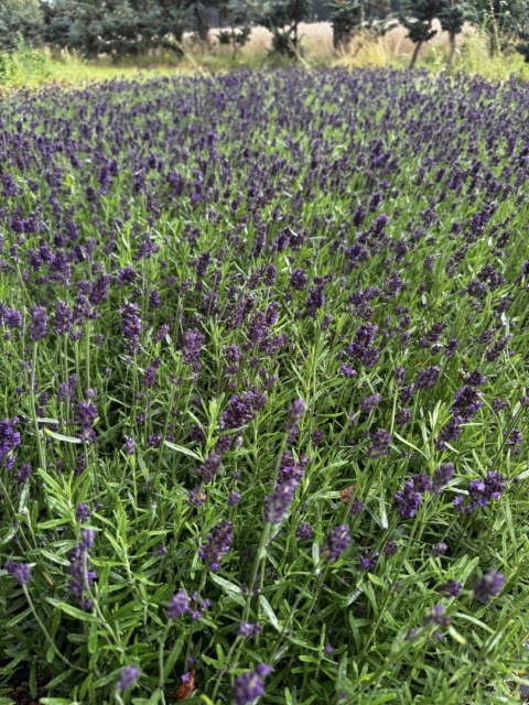 Lawenda ogrodowa Dark Violet – silnie pachnąca, fioletowa, sadzonka 1 szt.