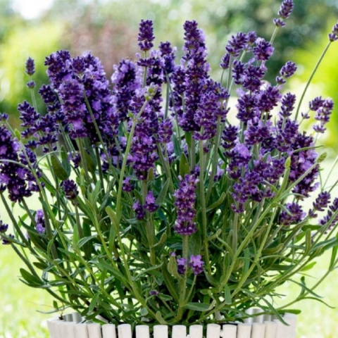 Lawenda ogrodowa Dark Violet – silnie pachnąca, fioletowa, sadzonka 1 szt.