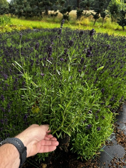 Lawenda ogrodowa Dark Violet – silnie pachnąca, fioletowa, sadzonka 1 szt.