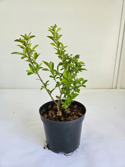 Ligustr pospolity (Ligustrum vulgare) na żywopłot - bardzo wytrzymały żywopłot