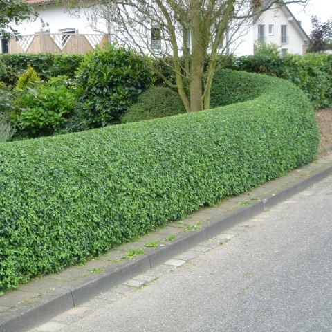 Ligustr pospolity (Ligustrum vulgare) na żywopłot - sadzonka kopana z gruntu