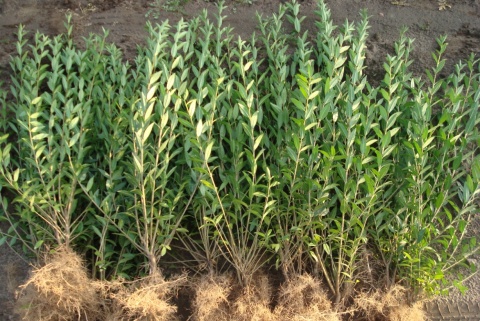 Ligustr pospolity (Ligustrum vulgare) na żywopłot - sadzonka kopana z gruntu