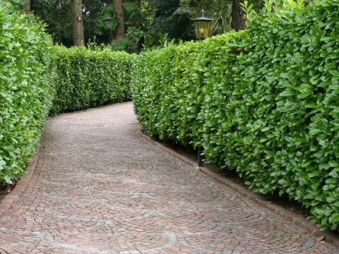 Ligustr pospolity (Ligustrum vulgare) na żywopłot - sadzonka kopana z gruntu