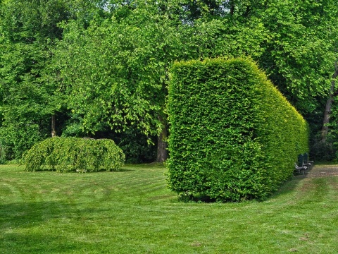 Ligustr pospolity (Ligustrum vulgare) na żywopłot - sadzonka kopana z gruntu