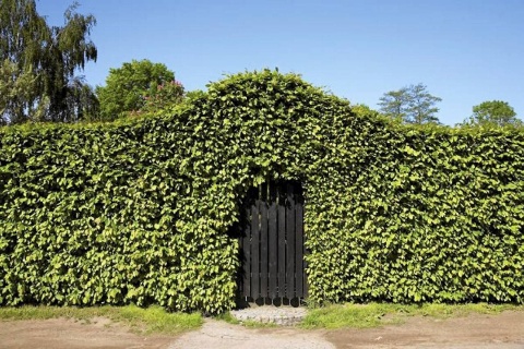 Ligustr pospolity (Ligustrum vulgare) na żywopłot - sadzonka kopana z gruntu