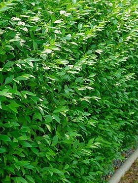 Ligustr zimozielony Atrovirens – idealny krzew na trwały żywopłot