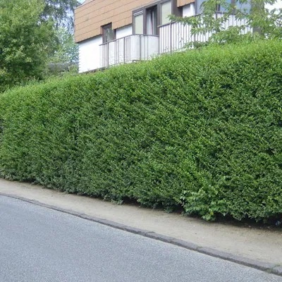 Ligustr zimozielony Atrovirens – idealny krzew na trwały żywopłot