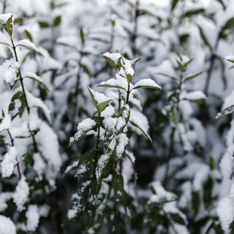 Ligustr zimozielony Atrovirens – idealny krzew na trwały żywopłot