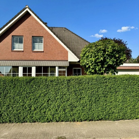 Ligustr zimozielony Atrovirens – idealny krzew na trwały żywopłot