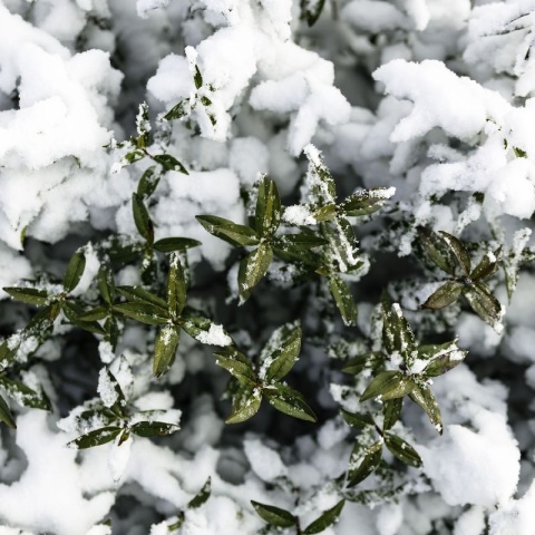 Ligustr zimozielony Atrovirens – idealny krzew na trwały żywopłot