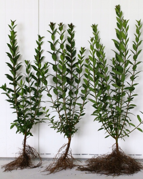 Ligustr zimozielony Atrovirens – idealny krzew na trwały żywopłot