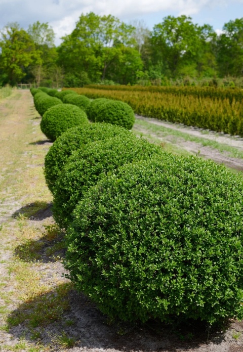 Ligustr zimozielony Atrovirens – idealny krzew na trwały żywopłot