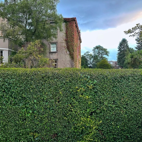 Ligustr zimozielony Atrovirens – idealny krzew na trwały żywopłot