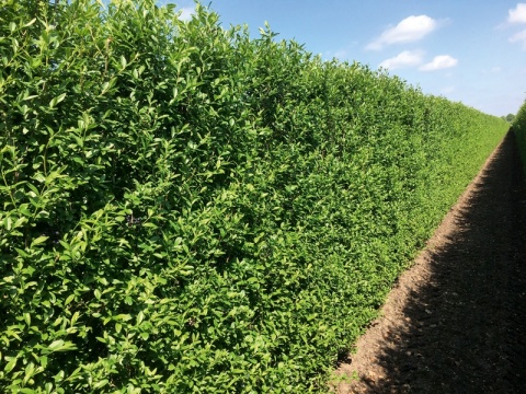 Ligustr zimozielony Atrovirens – idealny krzew na trwały żywopłot