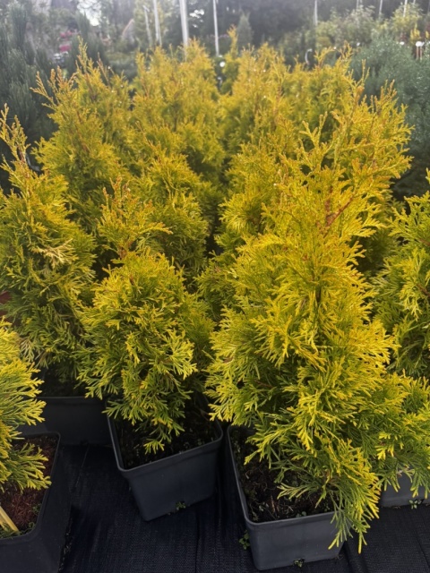 Thuja Smaragd Golden Złoty
