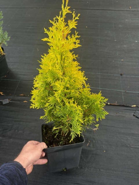 Thuja Smaragd Golden Złoty