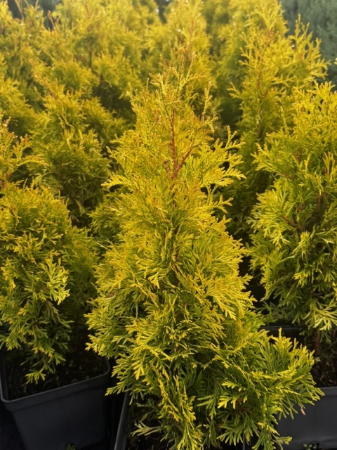 Thuja Smaragd Golden Złoty