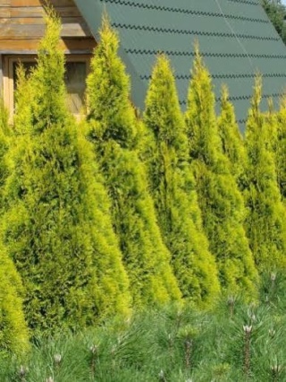 Thuja Smaragd Golden Złoty