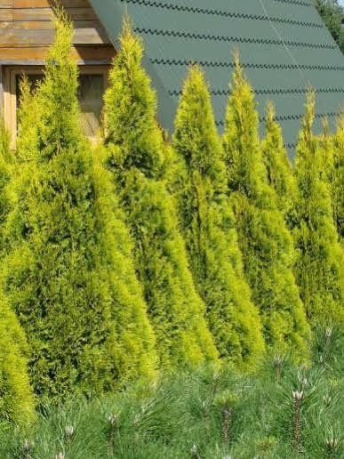 Thuja Smaragd Golden Złoty