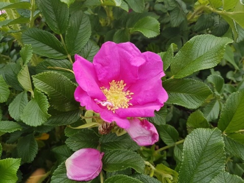 Róża pomarszczona (Rosa rugosa) – odporna róża na żywopłoty