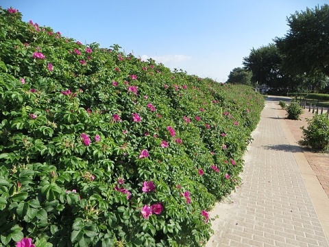 Róża pomarszczona (Rosa rugosa) – odporna róża na żywopłoty