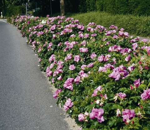 Róża pomarszczona (Rosa rugosa) – odporna róża na żywopłoty