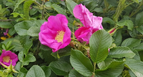 Róża pomarszczona (Rosa rugosa) – odporna róża na żywopłoty