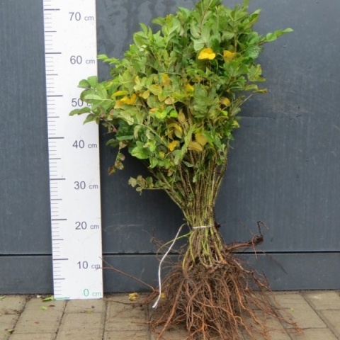 Róża pomarszczona (Rosa rugosa) – odporna róża na żywopłoty