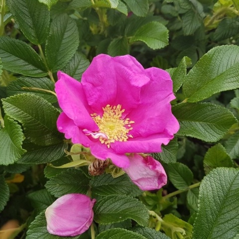 Róża pomarszczona (Rosa rugosa) – odporna róża na żywopłoty
