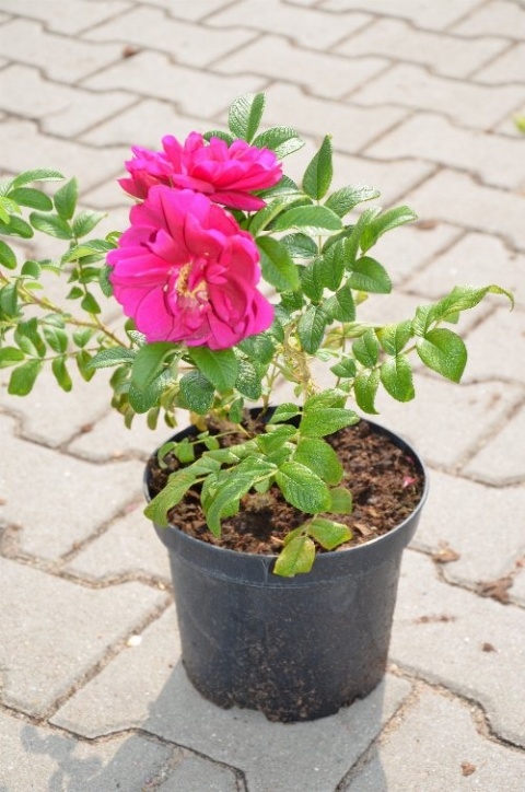 Róża pomarszczona (Rosa rugosa) – odporna róża na żywopłoty
