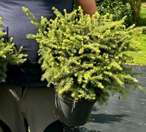 Świerk Nidiformis Picea abies