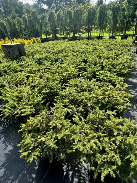 Świerk Nidiformis Picea abies