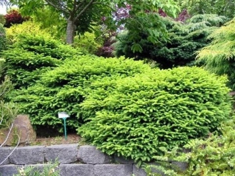 Świerk Nidiformis Picea abies