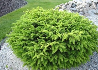 Świerk Nidiformis Picea abies