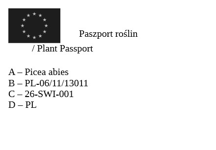Świerk Nidiformis Picea abies