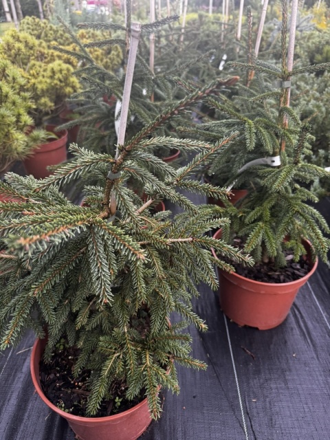 Świerk kaukaski Aureospicata Picea orientalis Aureospicata