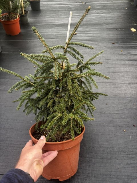 Świerk kaukaski Aureospicata Picea orientalis Aureospicata