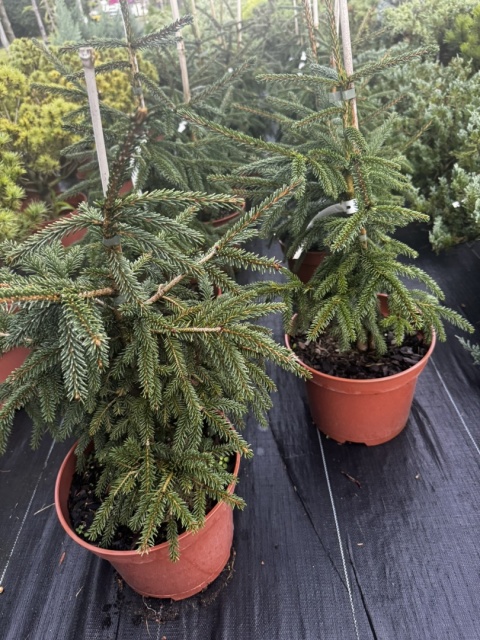 Świerk kaukaski Aureospicata Picea orientalis Aureospicata