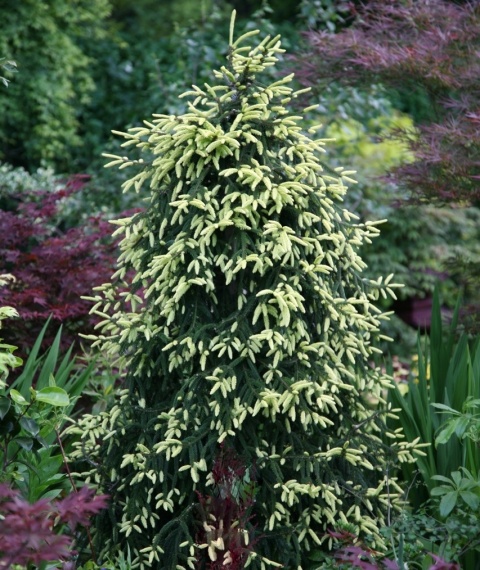 Świerk kaukaski Aureospicata Picea orientalis Aureospicata