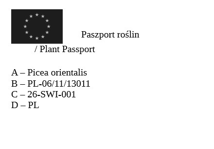 Świerk kaukaski Aureospicata Picea orientalis Aureospicata