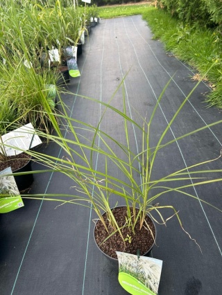 Trawa ozdobna Misant Heron Miscanthus sinensis