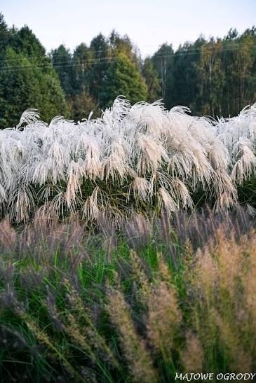 Trawa ozdobna Misant Heron Miscanthus sinensis