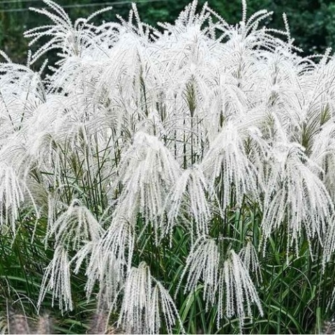 Trawa ozdobna Misant Heron Miscanthus sinensis