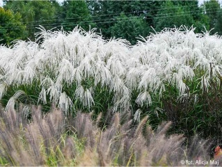 Trawa ozdobna Misant Heron Miscanthus sinensis